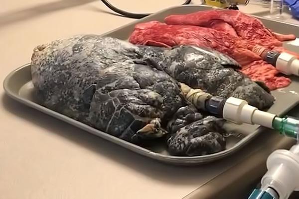 Experiment mit geräucherter Lunge Geräucherte Lunge