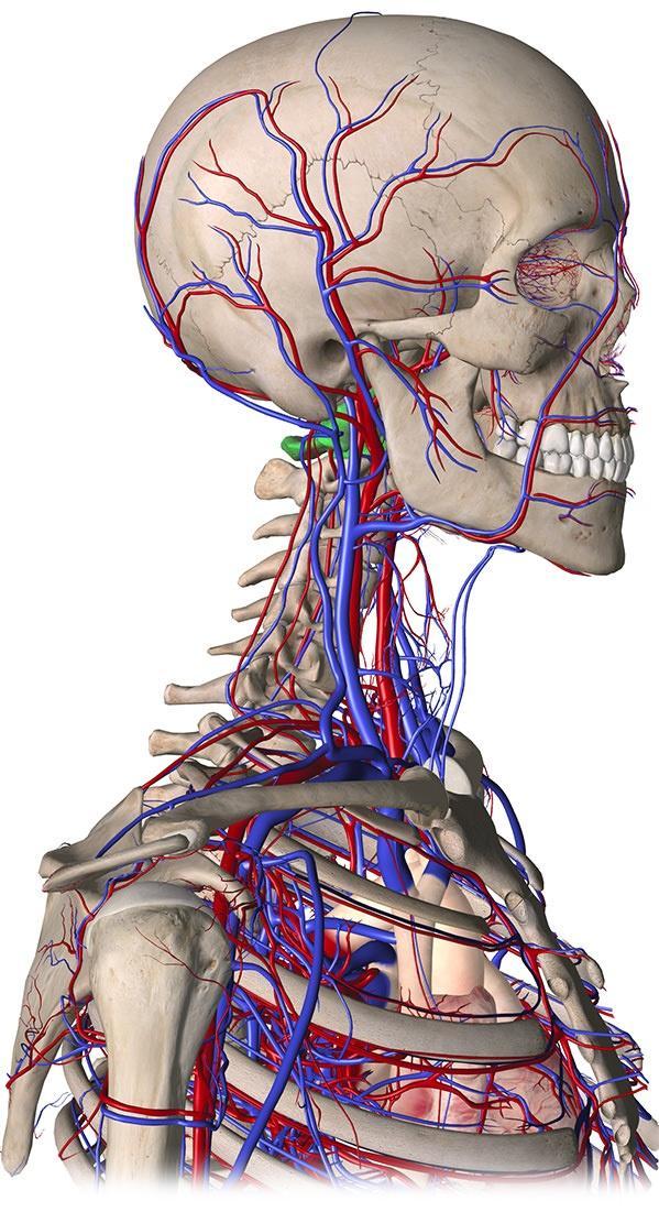 Headache and blood circulation in the head Headache and blood circulation in the head
