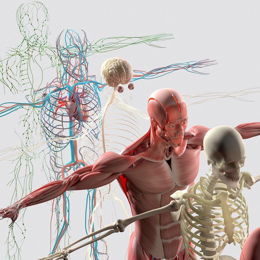 Système squelettique, système musculaire, système nerveux, système cardio-vasculaire et système lymphatique Système squelettique, système musculaire, système nerveux, système cardio-vasculaire et système lymphatique