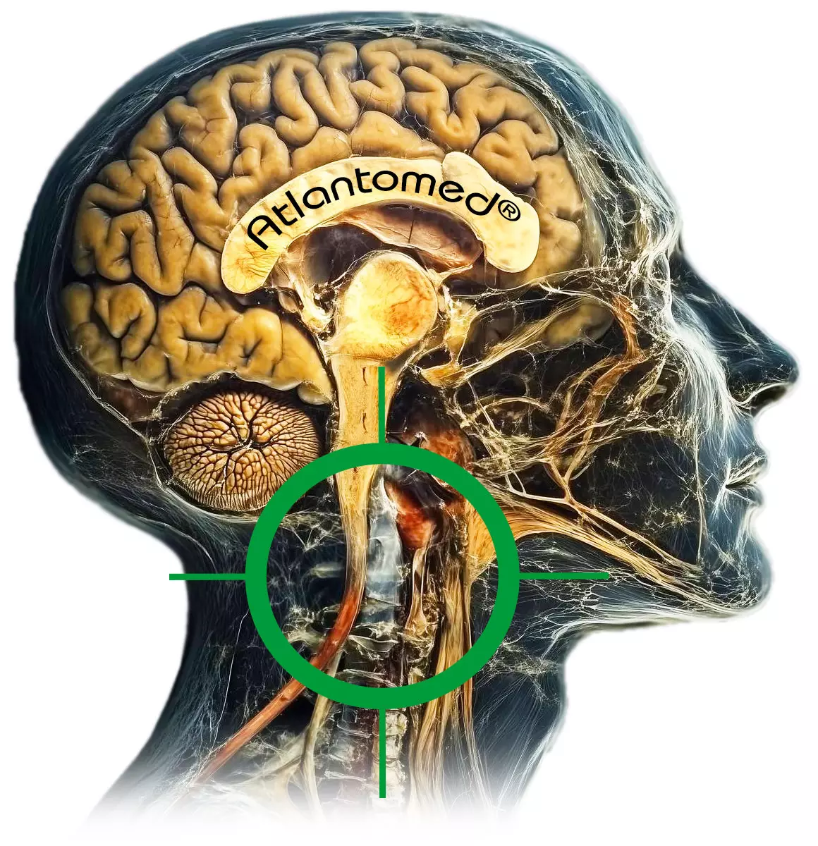 Cranio-cervical anatomy