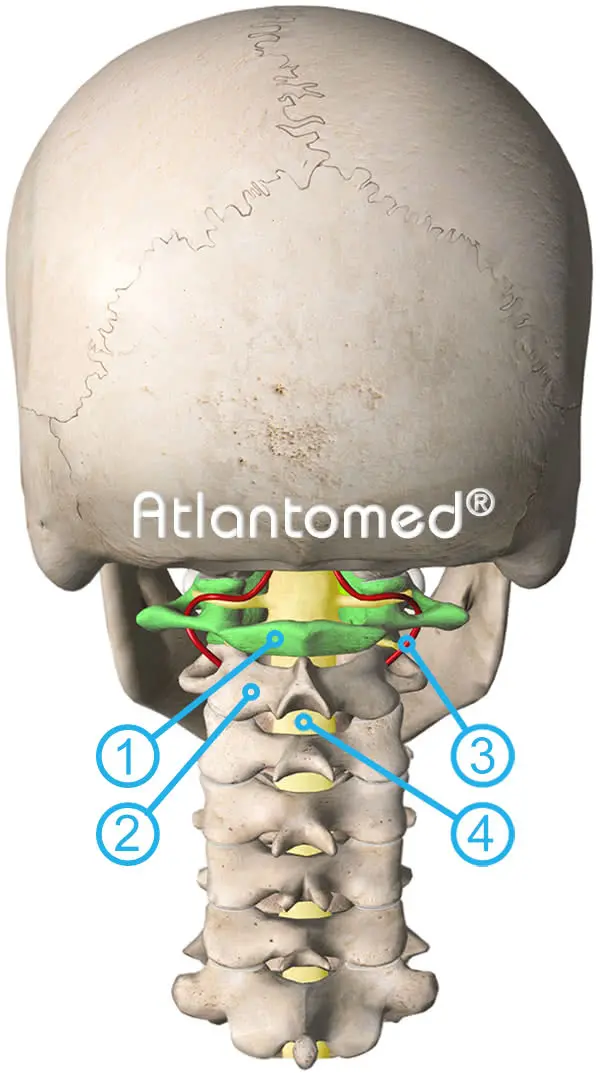7 vertebre cervicali e correzione dell'Atlante