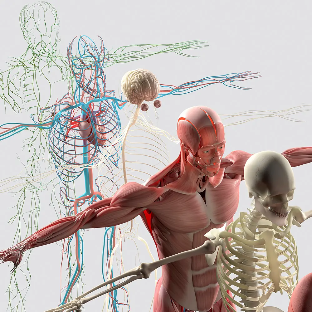 Sistema scheletrico, sistema muscolare, sistema nervoso, sistema cardio-circolatorio e sistema linfatico.