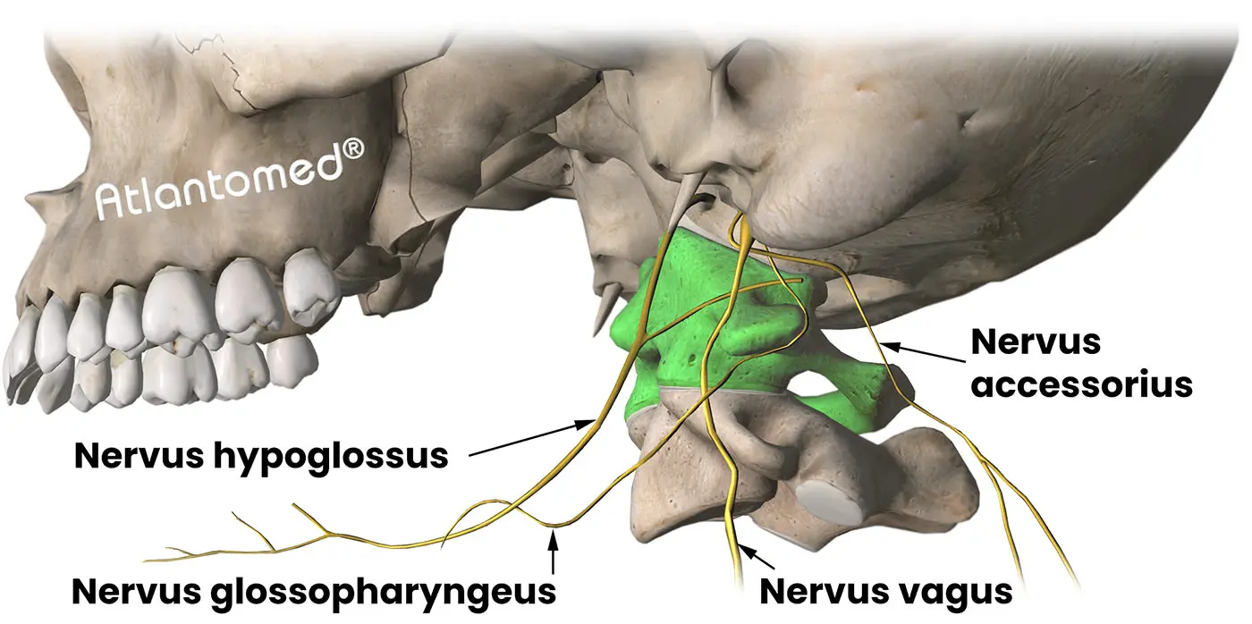 Nervus accessorius, Nervus glossopharyngeus, Nervus vagus, Nervus hypoglossus und Atlasfehlstellung